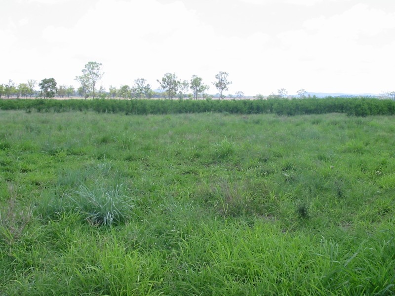 633 Alton Downs- Nine Mile Rd, Alton Downs QLD 4702