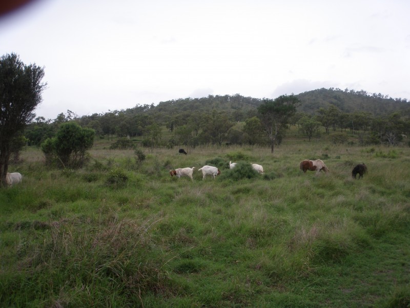 Rockhampton QLD 4700
