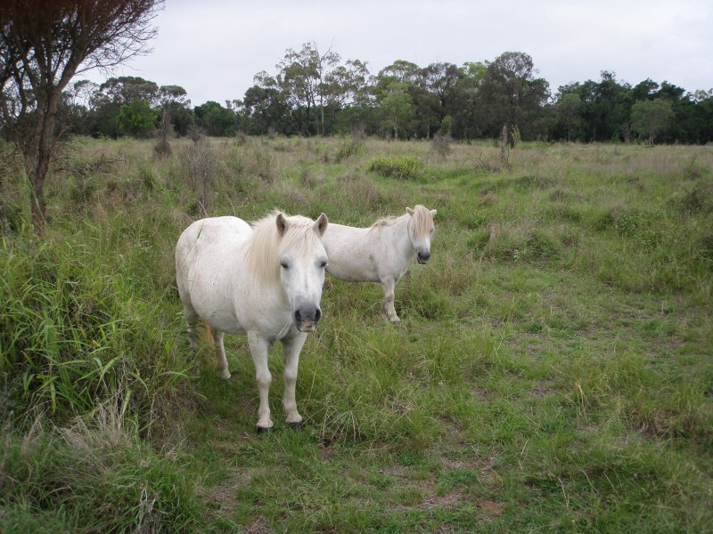 Rockhampton QLD 4700