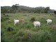 Rockhampton QLD 4700