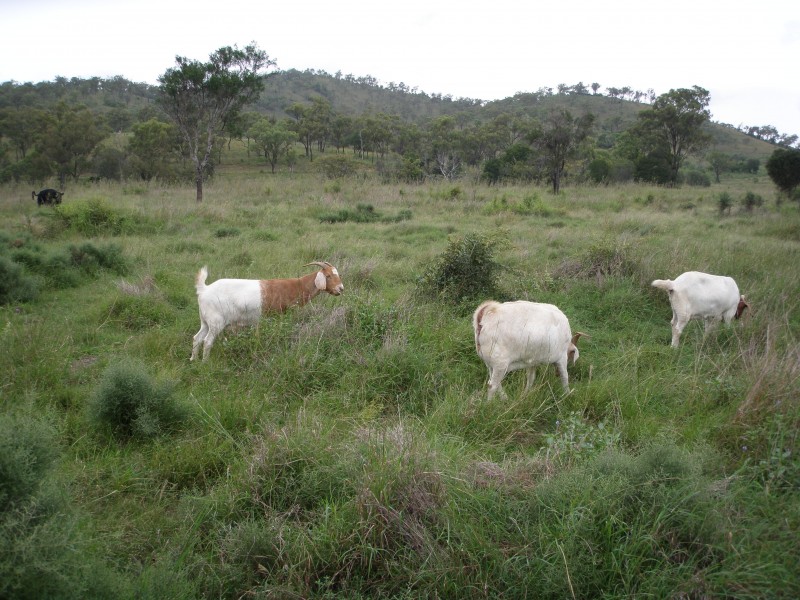 Rockhampton QLD 4700