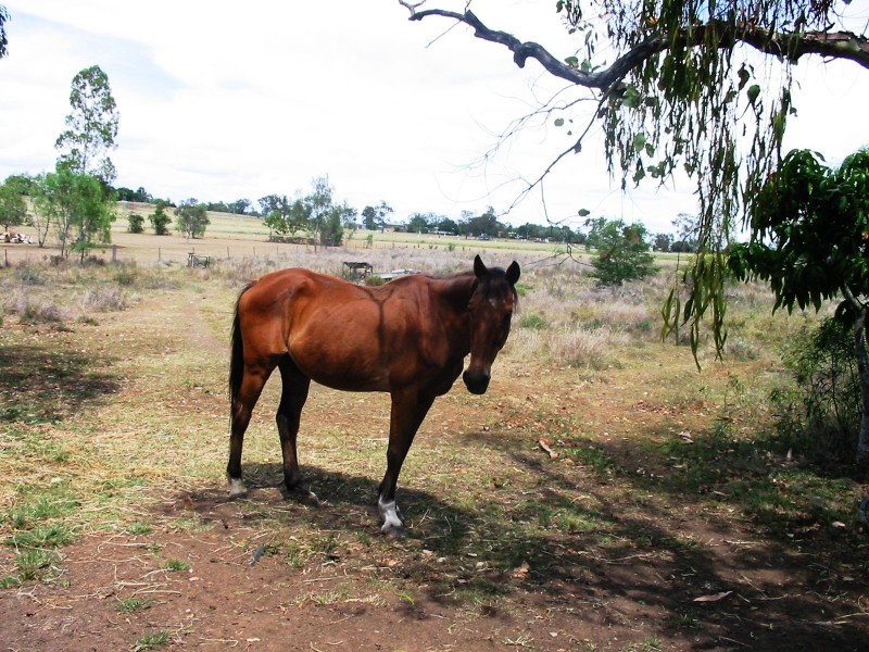 Gracemere QLD 4702