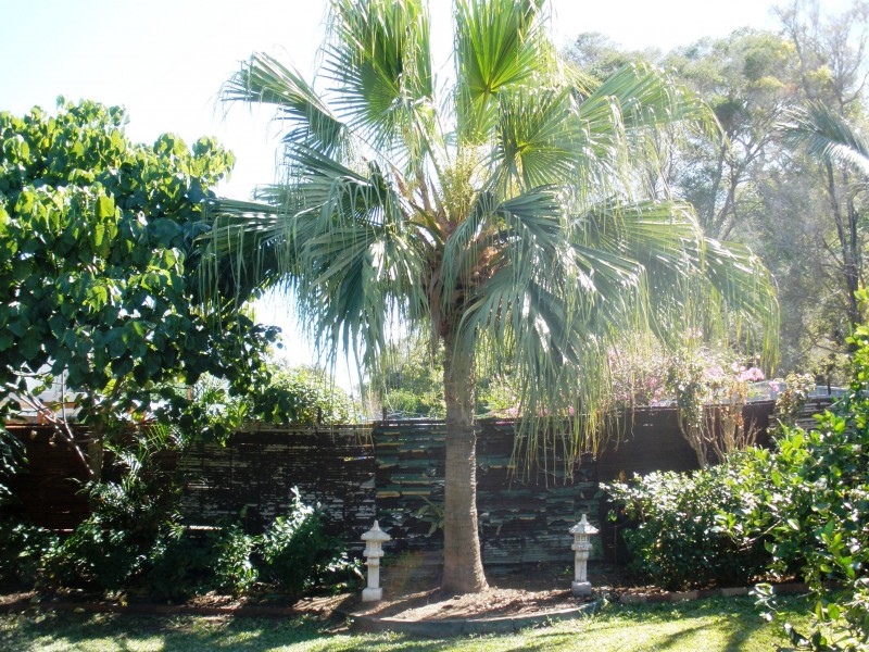 325  Pain street, Koongal QLD 4701