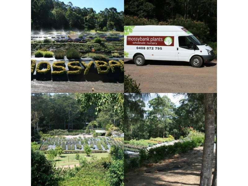 Palmwoods QLD 4555