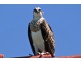 Caloundra QLD 4551