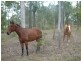 Anderleigh QLD 4570