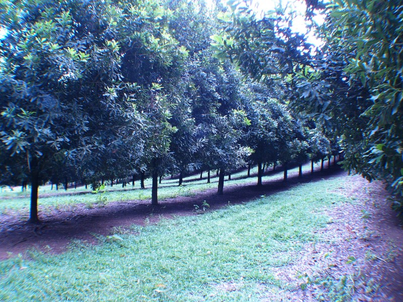 Peachester QLD 4519