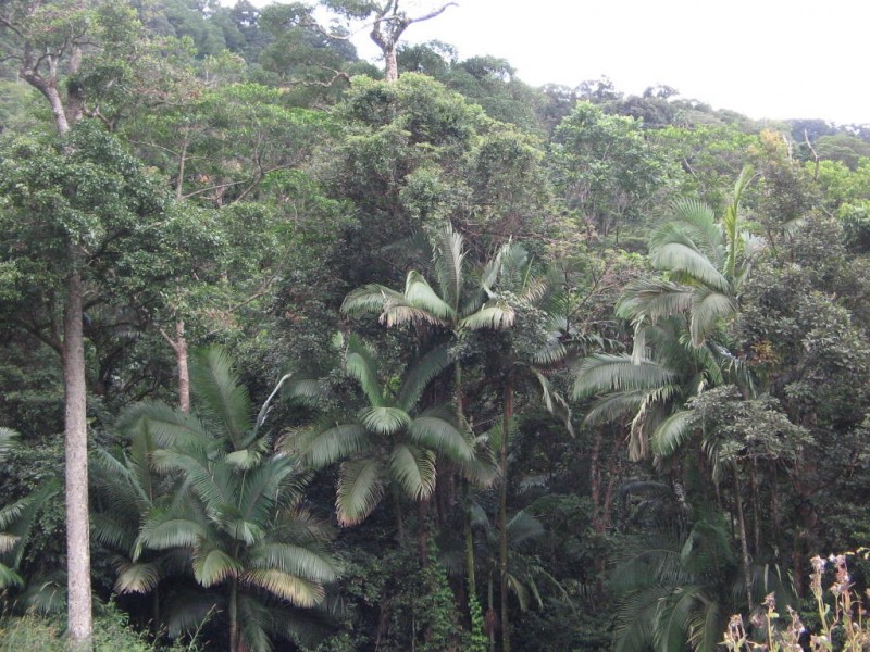 LOT 3 HOWIE STREET, Eungella QLD 4757