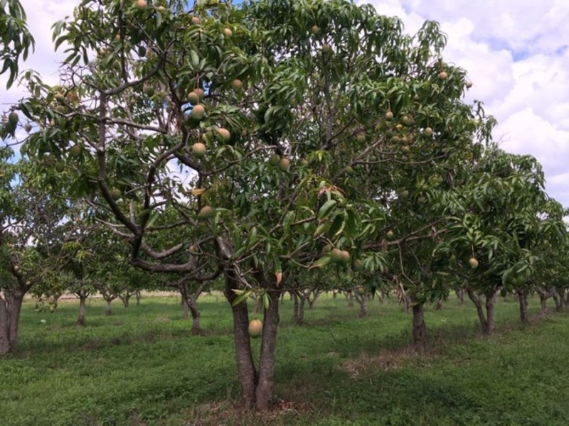 8553 BRUCE HIGHWAY, Bloomsbury QLD 4799