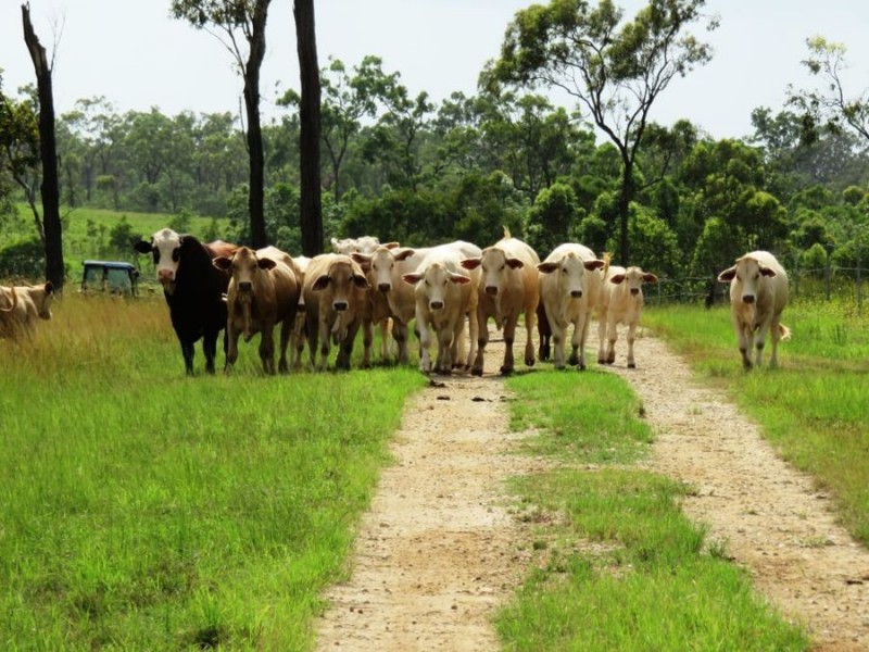 728 LINDEMAN DRIVE, Bloomsbury QLD 4799