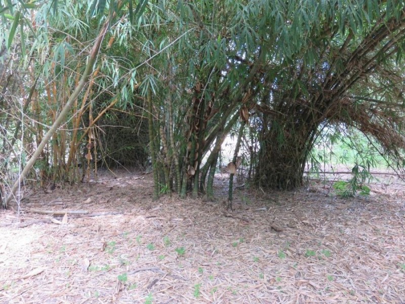 99 LELONA DRIVE, Bloomsbury QLD 4799