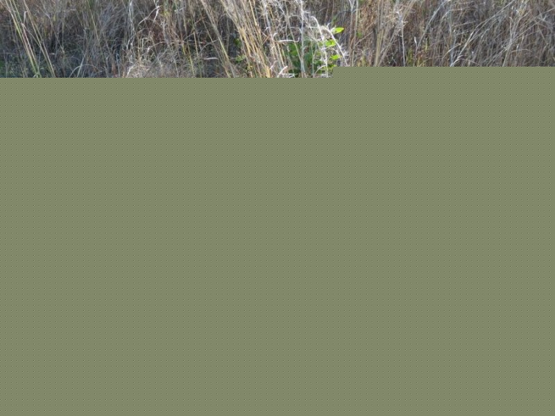 31 CONDER PARADE, Midge Point QLD 4799