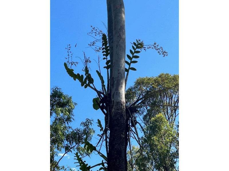 LOT 18 MIDGE POINT ROAD, Bloomsbury QLD 4799