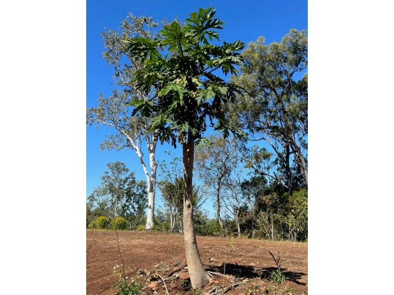 LOT 18 MIDGE POINT ROAD, Bloomsbury QLD 4799