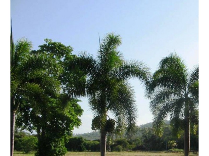 LOT 12 BUNDESEN AVE, Midge Point QLD 4799