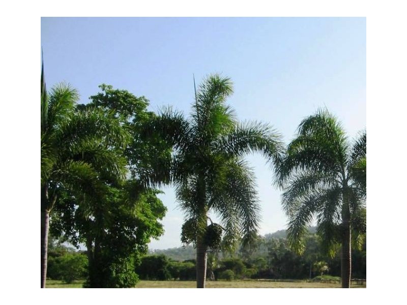 12  BUNDESEN AVE, Midge Point QLD 4799
