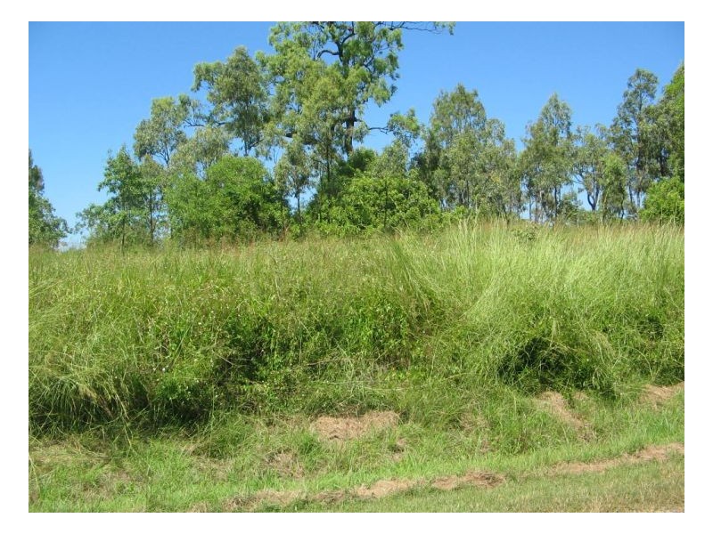 LOT 515 WHITSUNDAY DRIVE, Bloomsbury QLD 4799