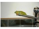 LOT 50 MISSION CIRCLE WONGALING BEACH, Mission Beach QLD 4852