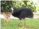 LOT 50 MISSION CIRCLE WONGALING BEACH, Mission Beach QLD 4852