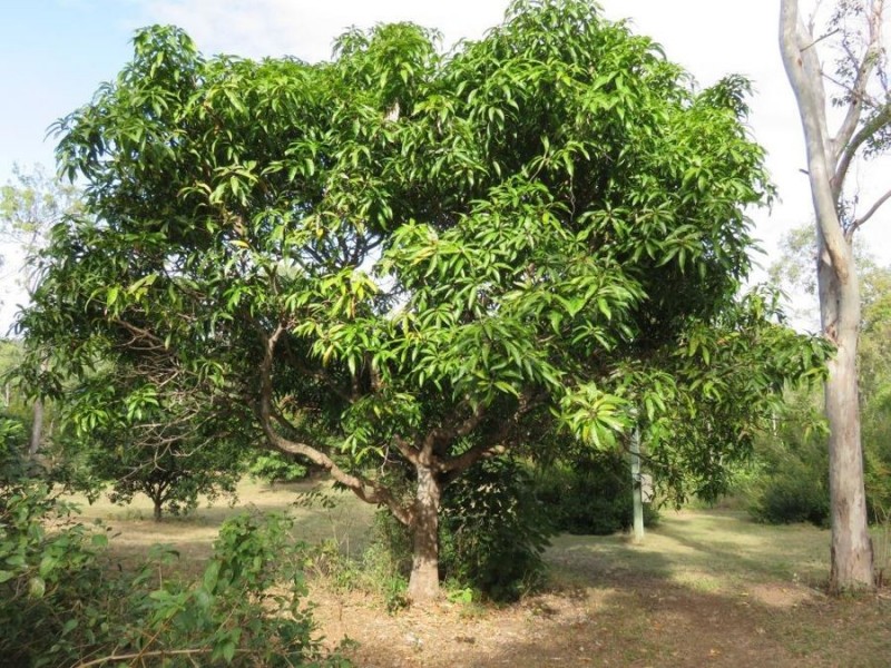 108 WHITSUNDAY DRIVE, Bloomsbury QLD 4799