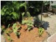16 ILUKA STREET, Cannonvale QLD 4802