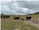 1220 MIDGE POINT ROAD, Midge Point QLD 4799