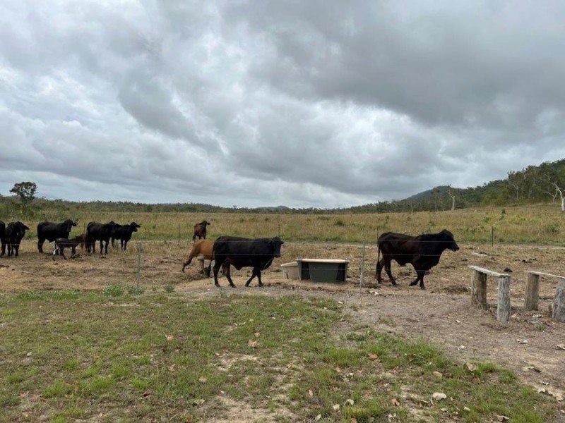 1220 MIDGE POINT ROAD, Midge Point QLD 4799