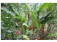 Lot 4 Bluebird Drive, Strathdickie QLD 4800