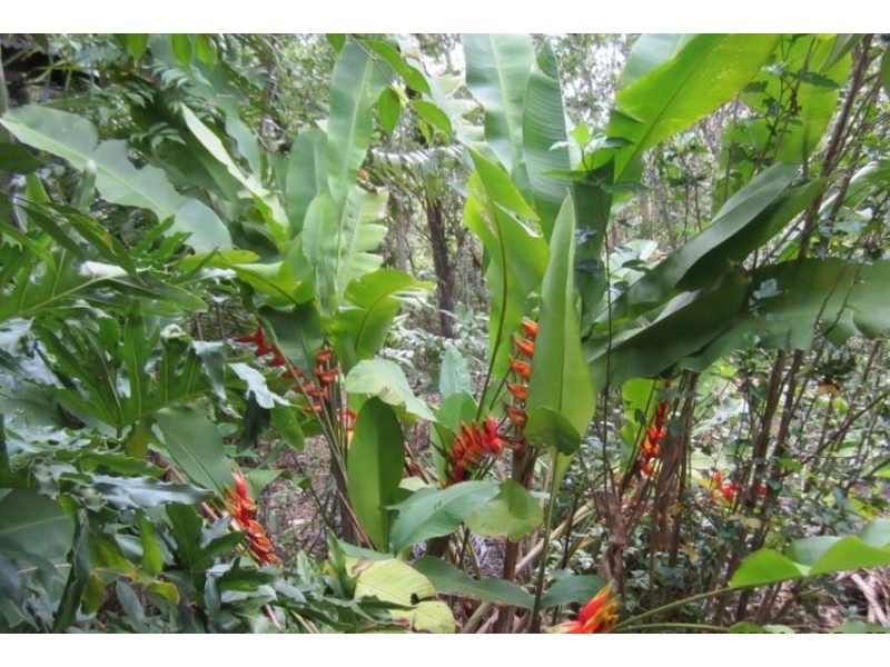 Lot 4 Bluebird Drive, Strathdickie QLD 4800
