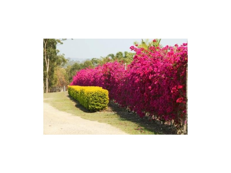 Pacific Pines QLD 4211