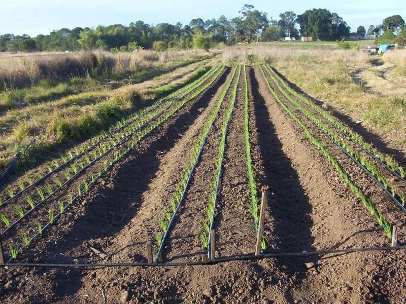 Waterford West QLD 4133