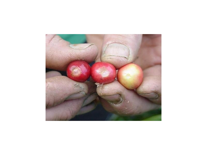 Norfolk Island NSW 2899