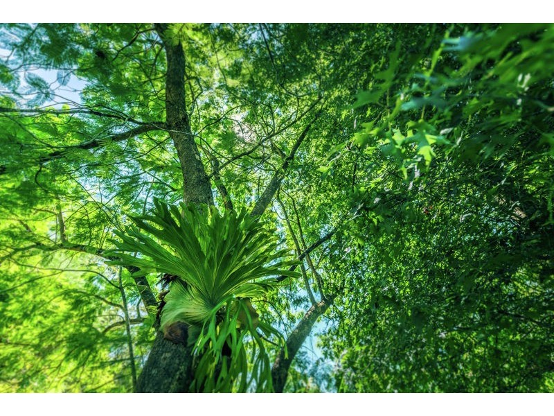 1498 Darkwood Rd, Thora, Bellingen NSW 2454