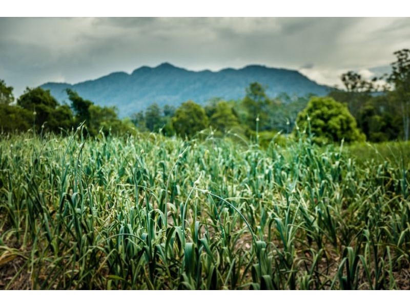 287 Roses Road, Bellingen NSW 2454