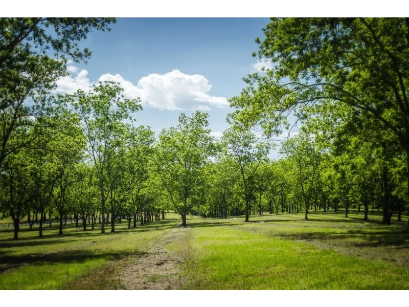 2086 Waterfall Way, Bellingen NSW 2454