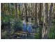 229 Short Cut Road, Raleigh NSW 2454