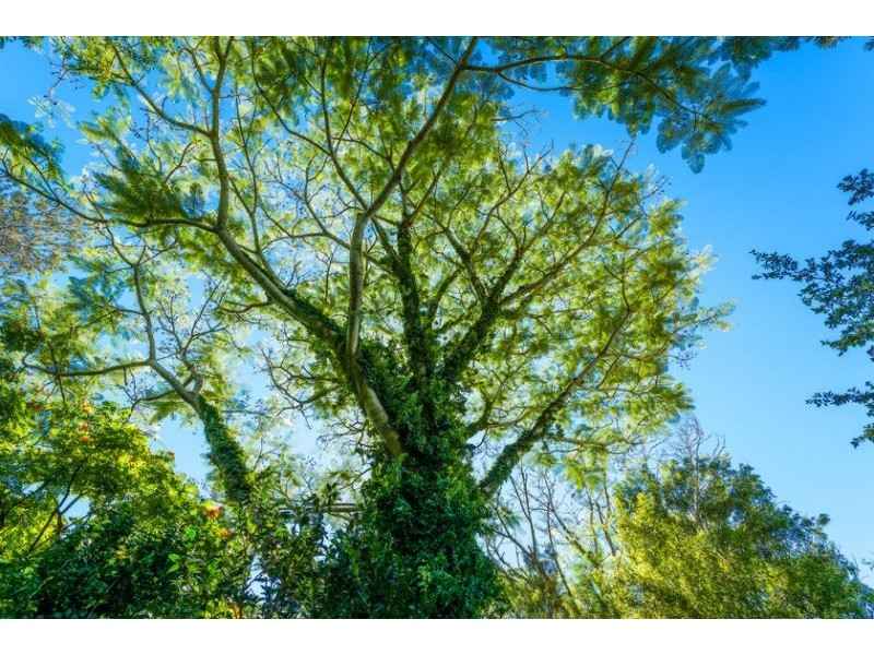 72 Scotchman Road, Bellingen NSW 2454