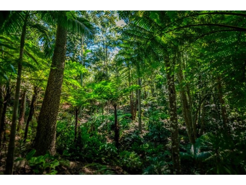 72 Scotchman Road, Bellingen NSW 2454