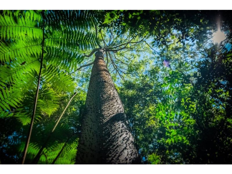 72 Scotchman Road, Bellingen NSW 2454