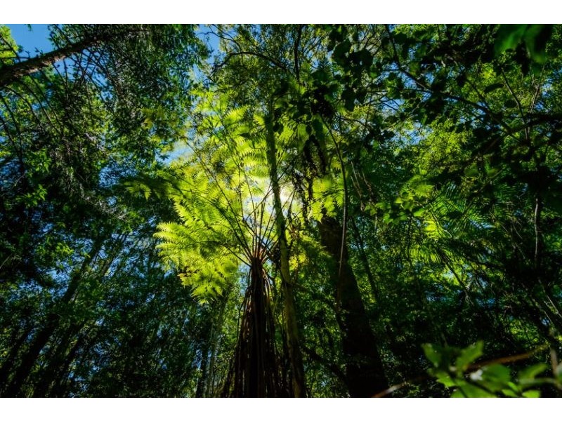 72 Scotchman Road, Bellingen NSW 2454