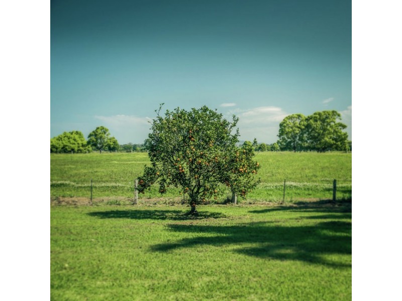 111 Old Ferry Road, Raleigh NSW 2454