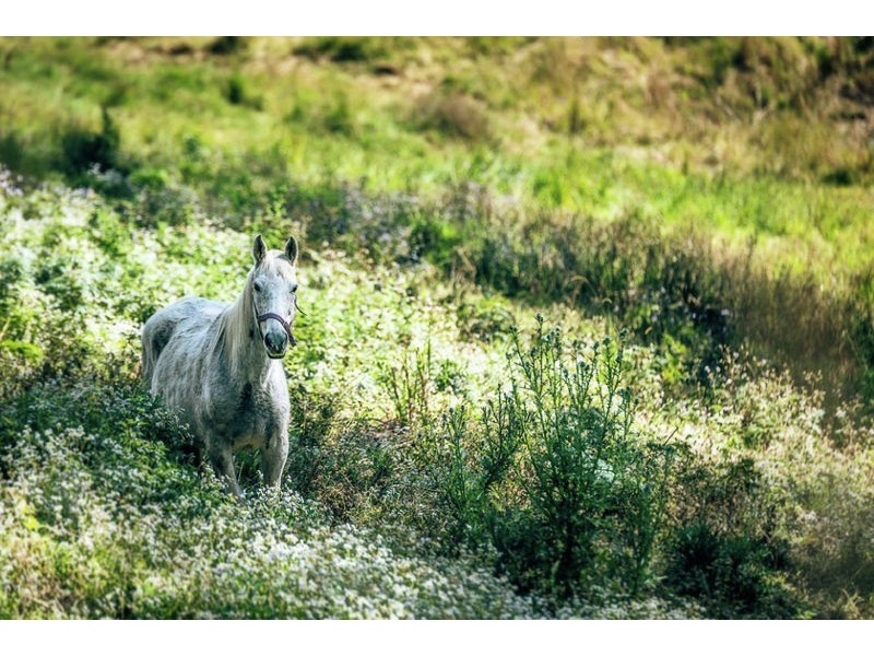 20 Fuerte Drive, Valla NSW 2448