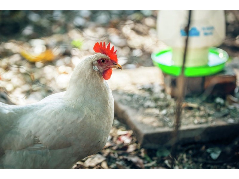 181 North Bank Road, Bellingen NSW 2454