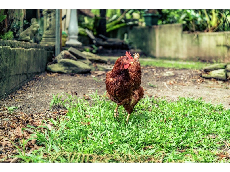 189 Maydwell Street, Fernmount NSW 2454