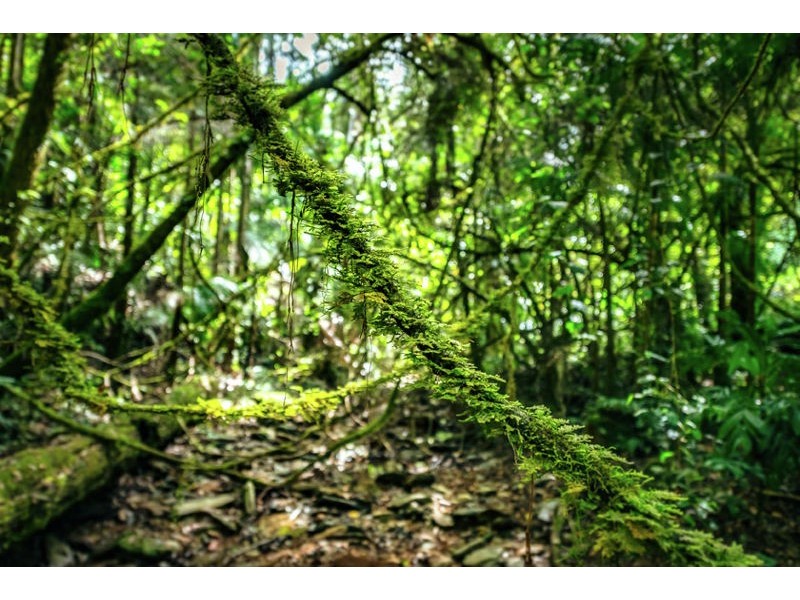 2938 North Arm Road, Bowraville NSW 2449