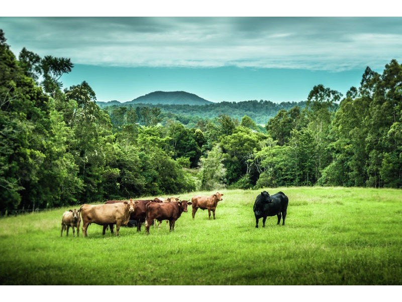 229 Roses Road, Gleniffer NSW 2454