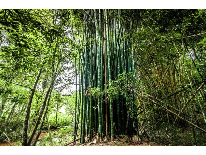 229 Roses Road, Gleniffer NSW 2454