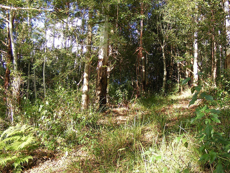 Lot 4 Maydwell Street Fernmount, Bellingen NSW 2454