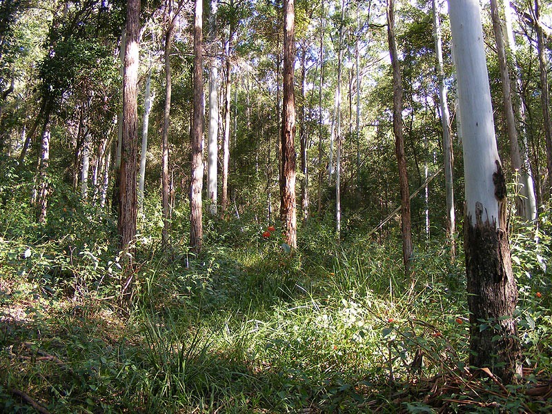 Lot 4 Maydwell Street Fernmount, Bellingen NSW 2454