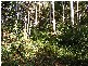 Lot 4 Maydwell Street Fernmount, Bellingen NSW 2454
